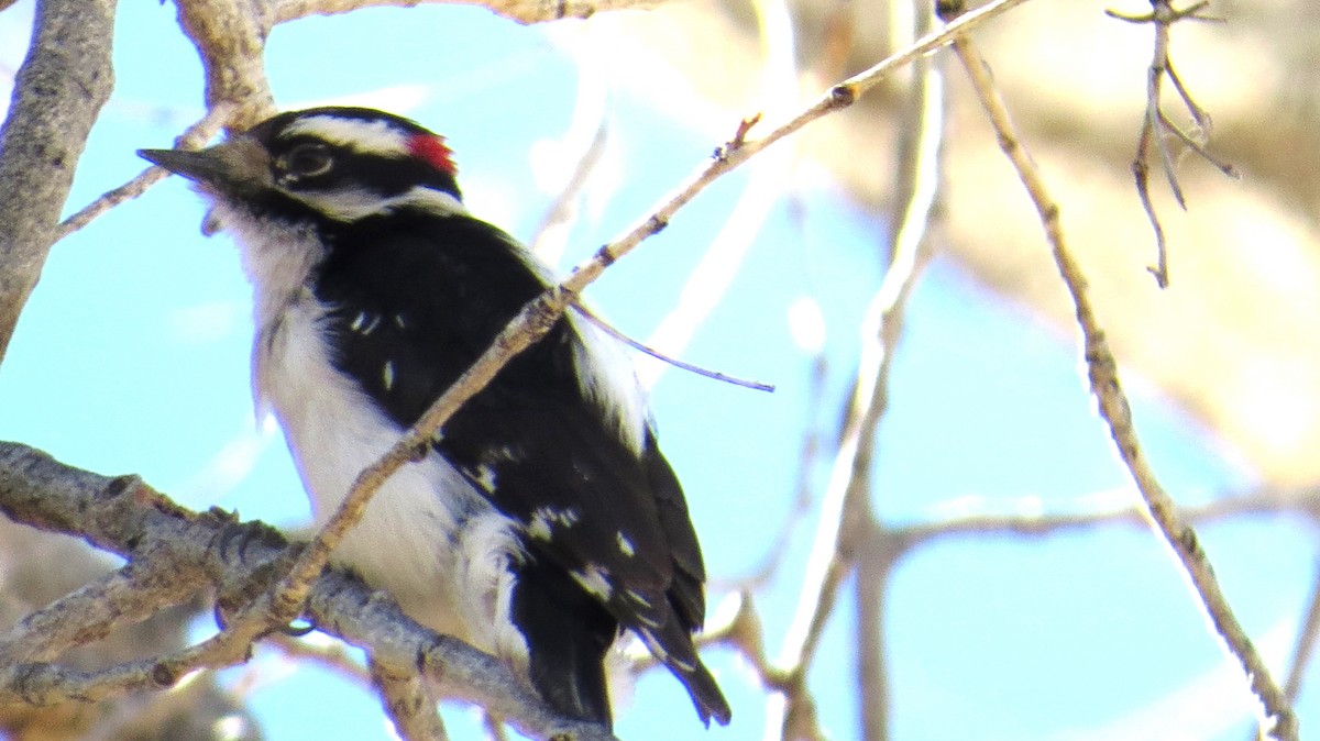 Downy Woodpecker - Merri R