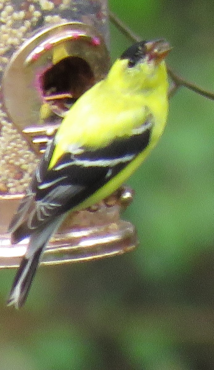 American Goldfinch - Carrie Bowden