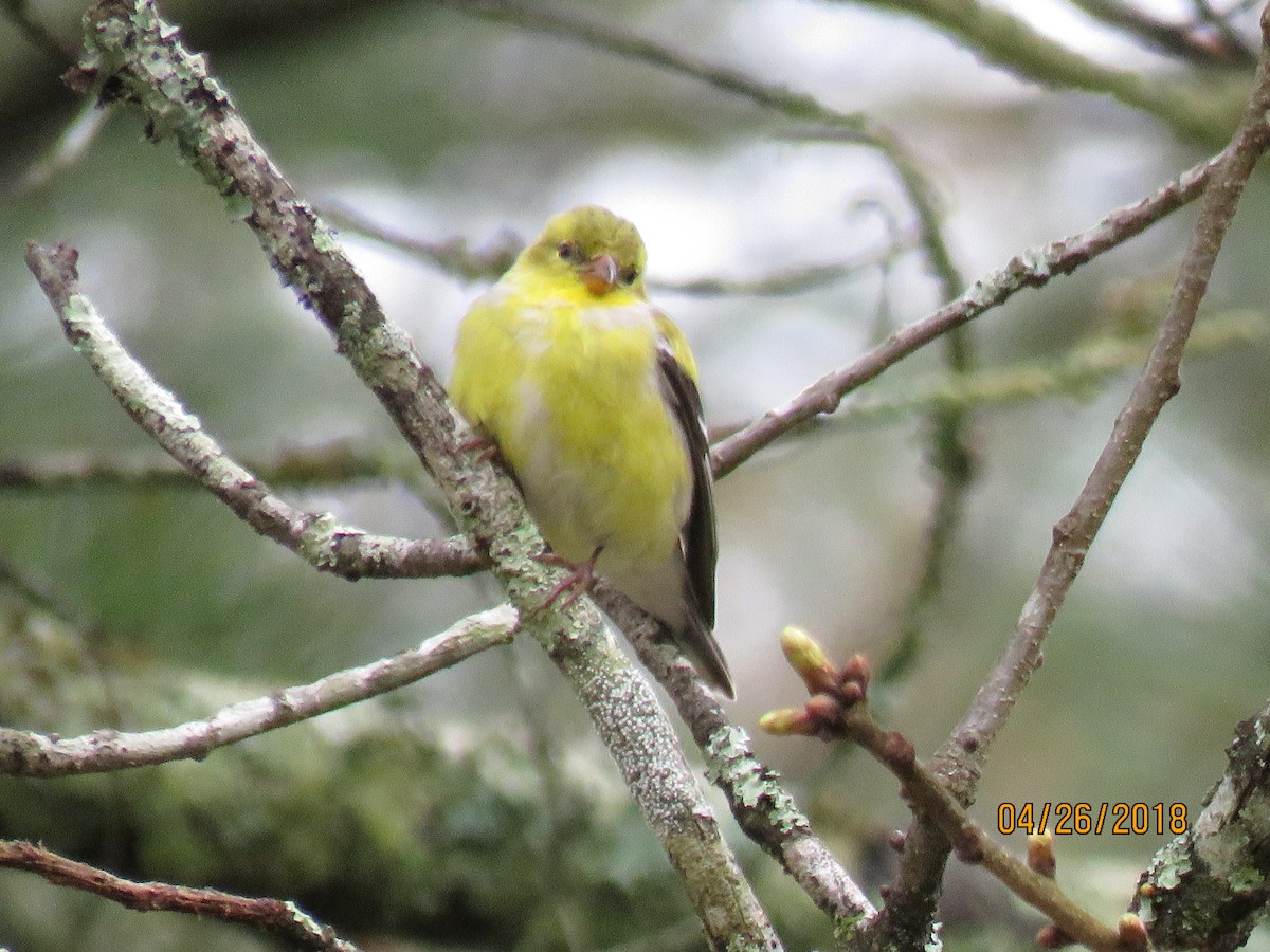 American Goldfinch - Carrie Bowden