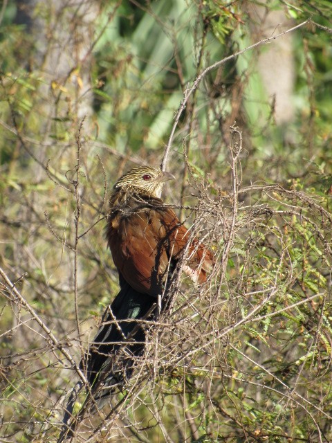 Malagasy Coucal - karen pinckard