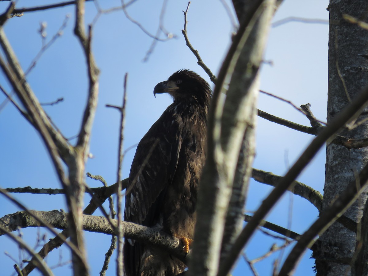 Bald Eagle - A. L