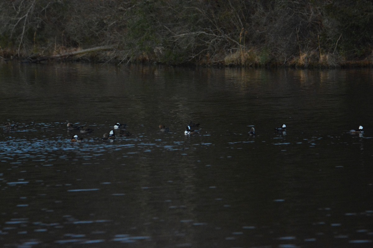 Başlıklı Tarakdiş - ML142835351