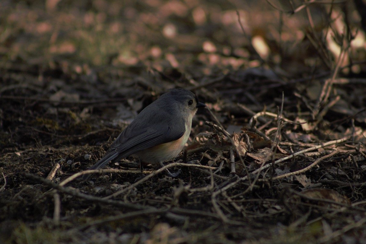 Tufted Titmouse - Ted Keen