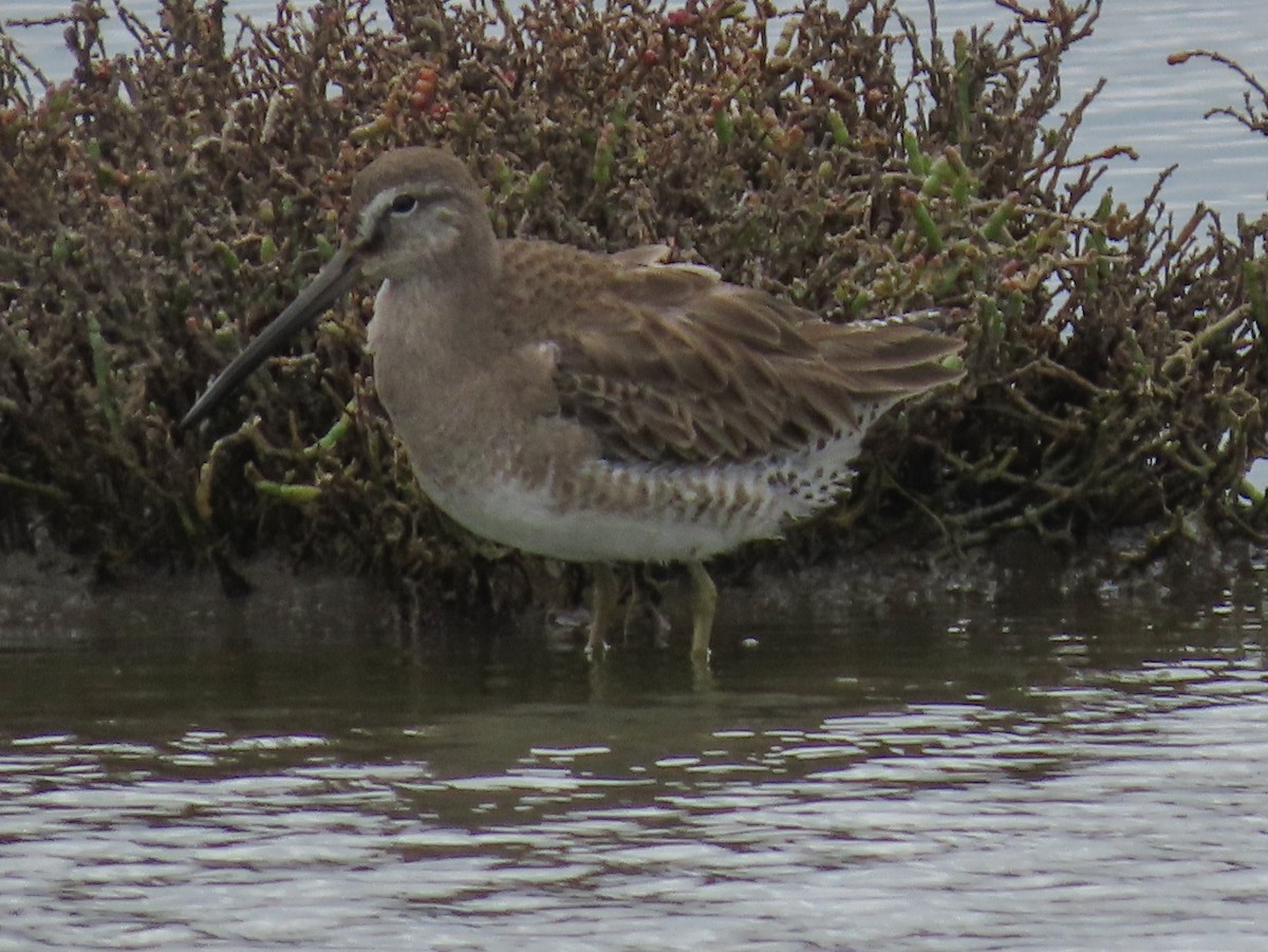 Short-billed/Long-billed Dowitcher - ML142839211