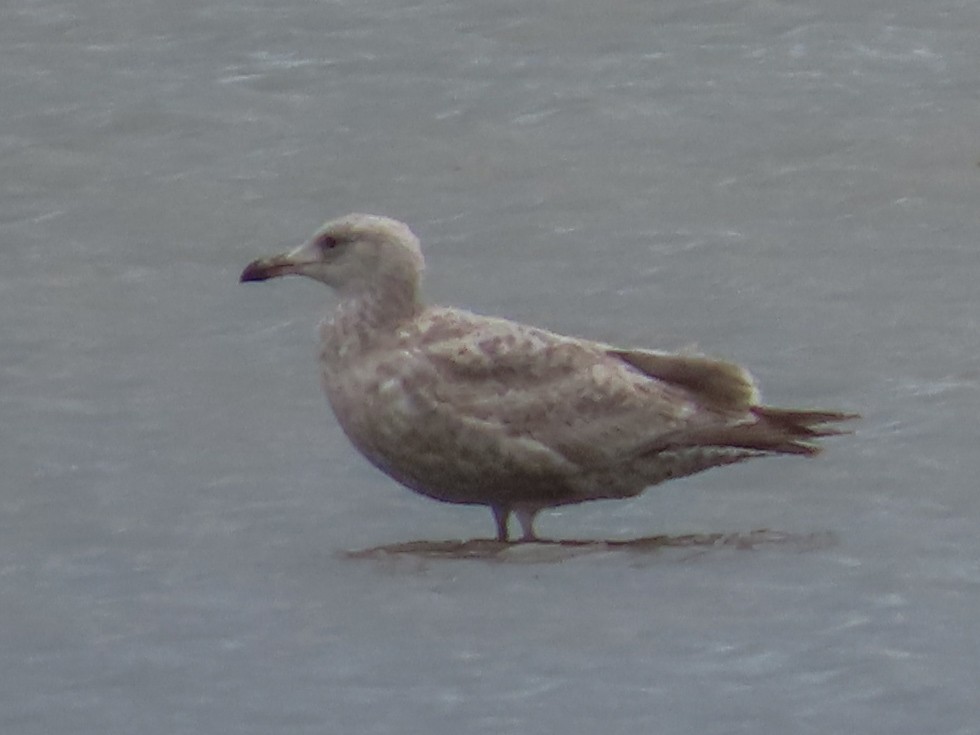 Herring Gull - ML142839411