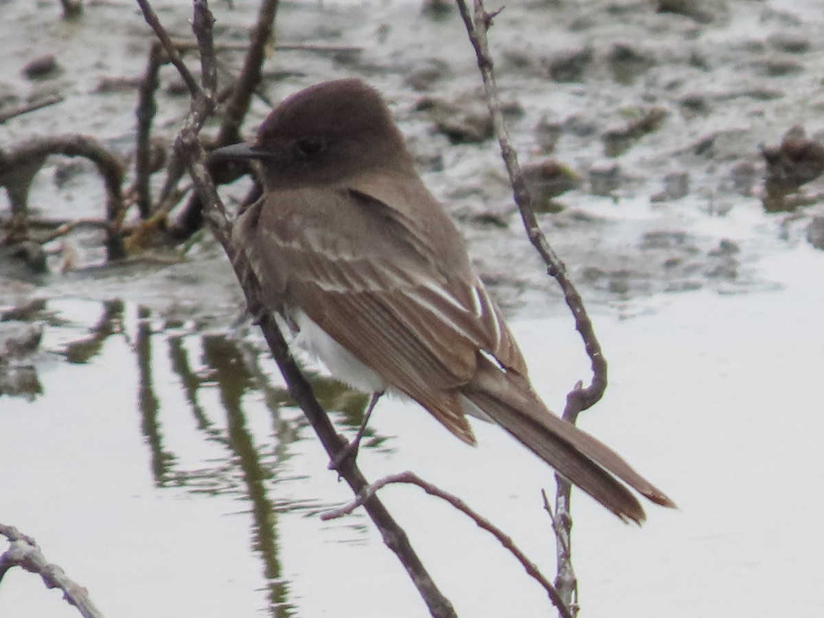 Black Phoebe - ML142839521