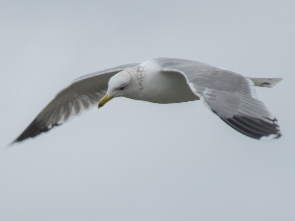 Gaviota Californiana - ML142839611