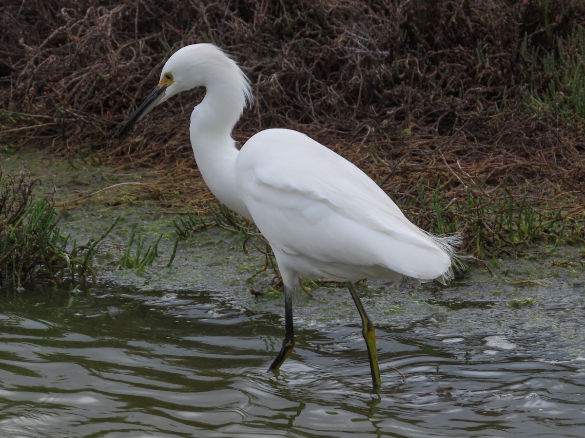 Snowy Egret - Barry Langdon-Lassagne