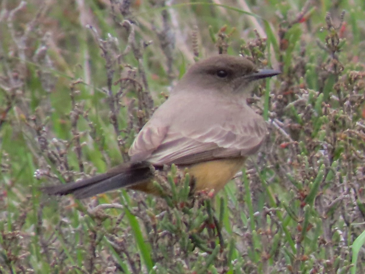 Say's Phoebe - ML142839641