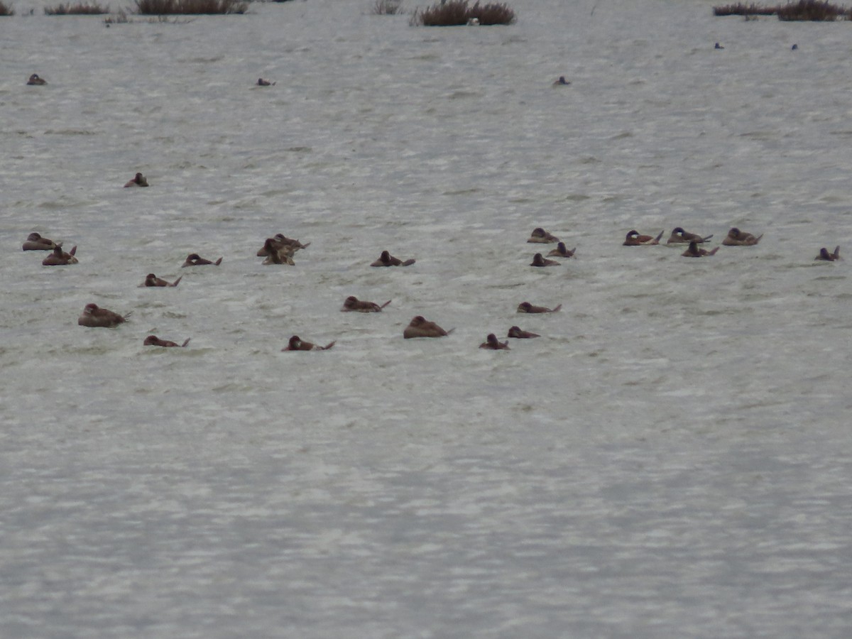 Ruddy Duck - ML142839741