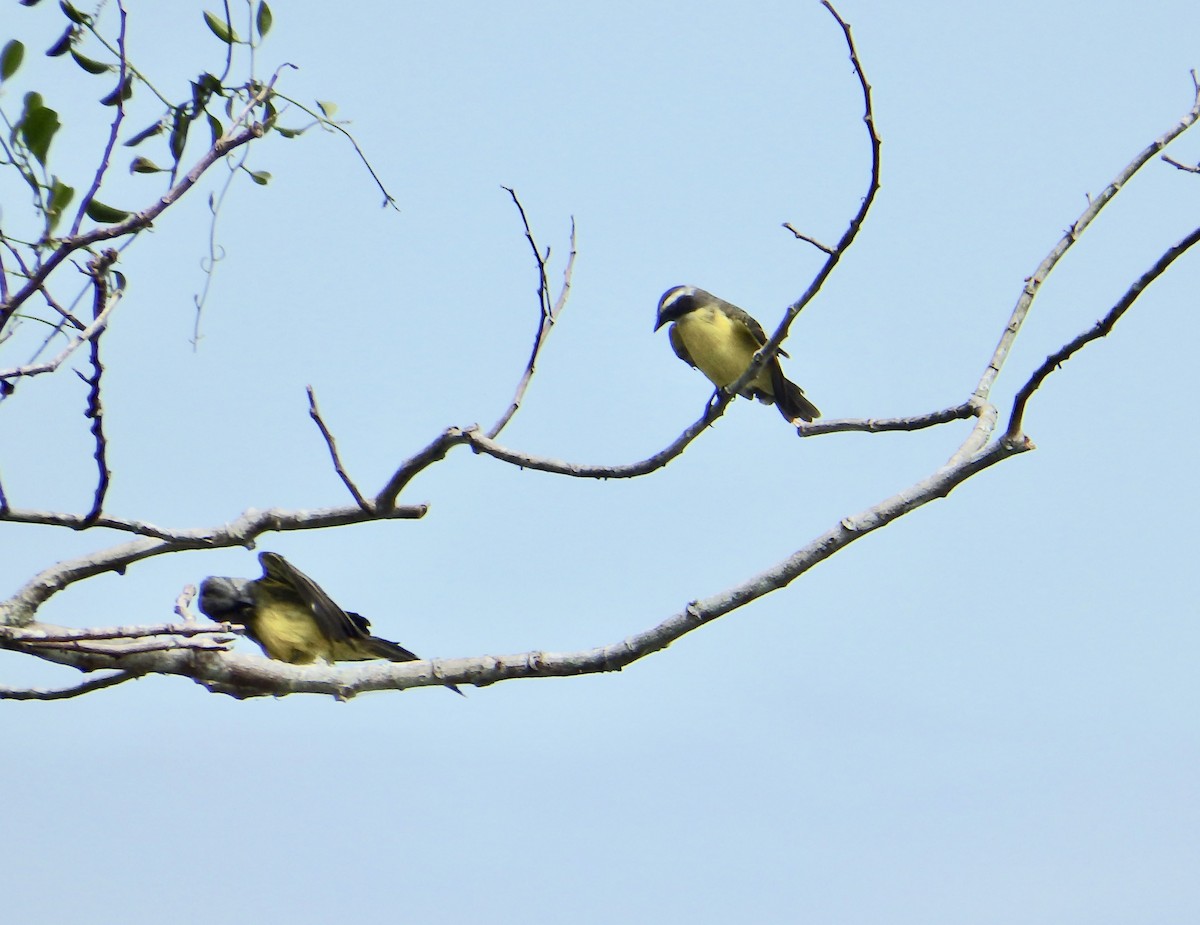 Social Flycatcher - Carrie Bowden