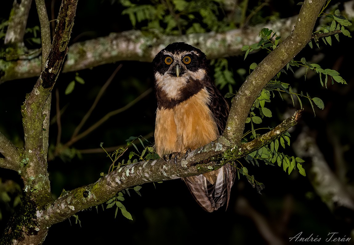 Spectacled Owl - Andrés  Terán