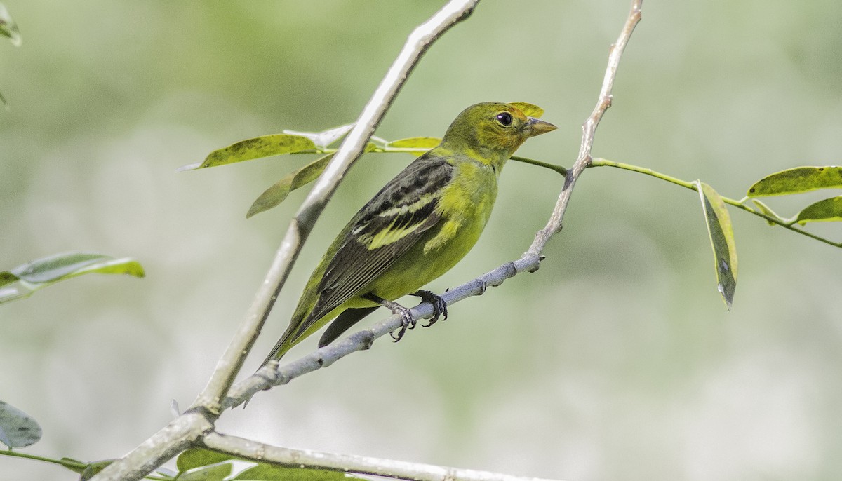 Western Tanager - ML142840971