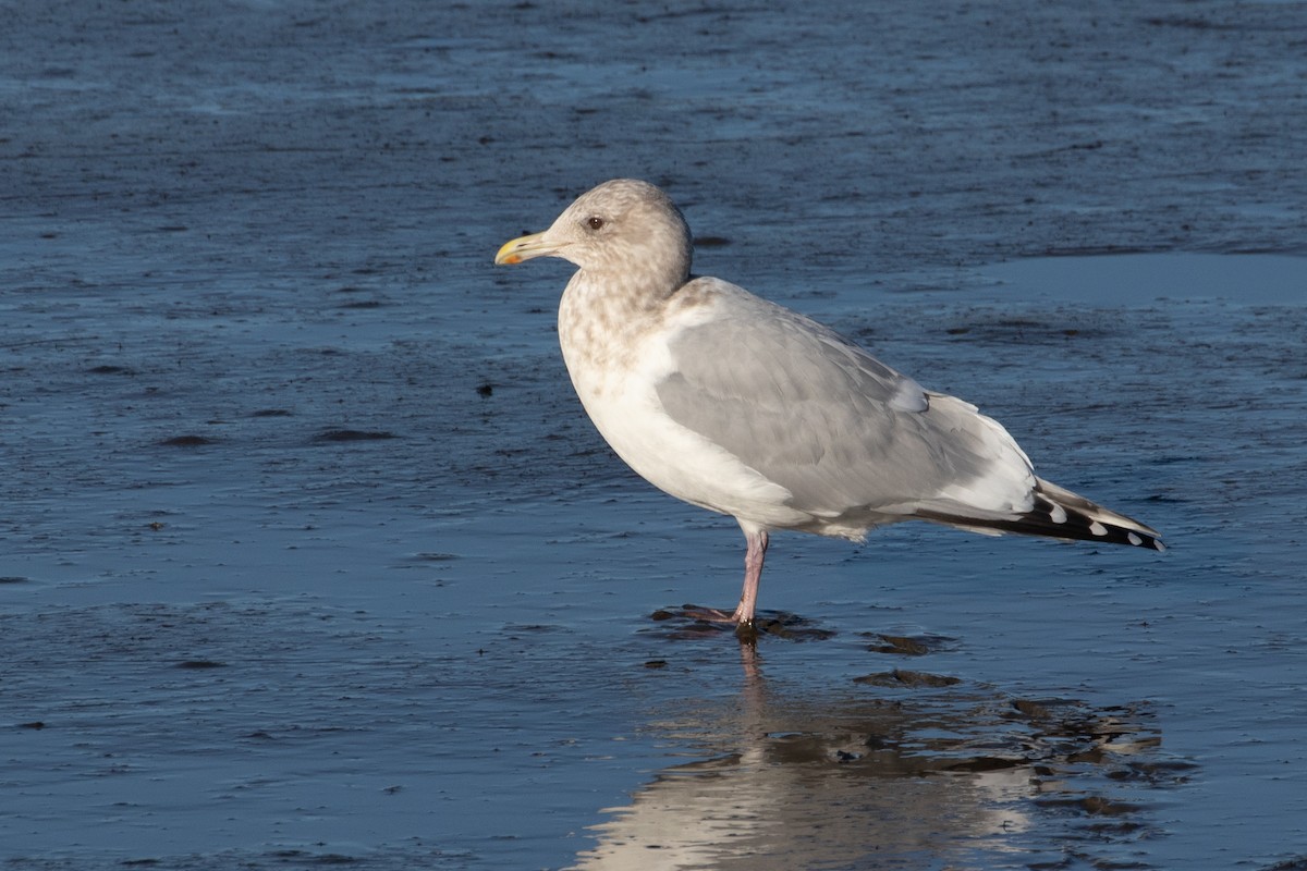 Iceland Gull (Thayer's) - Audrey Addison