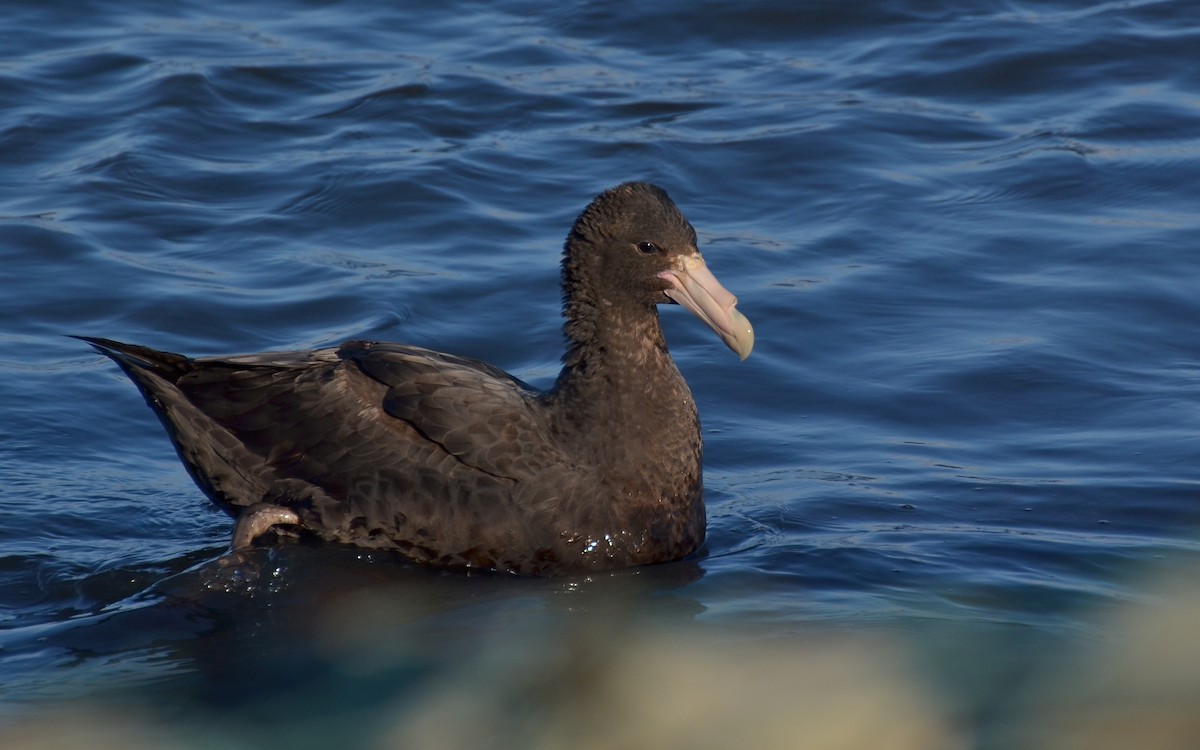 Southern Giant-Petrel - Pablo Gutiérrez Maier