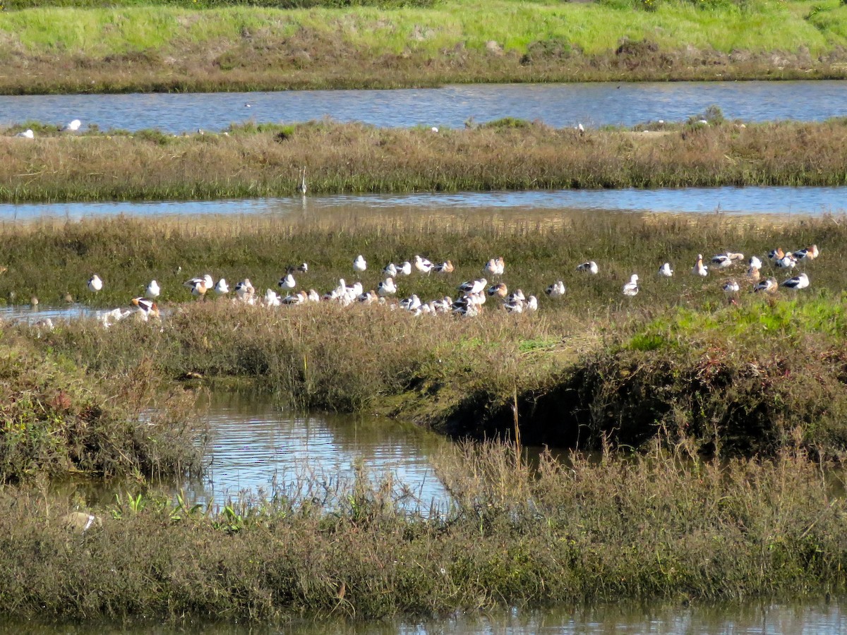 American Avocet - Chris Welsh