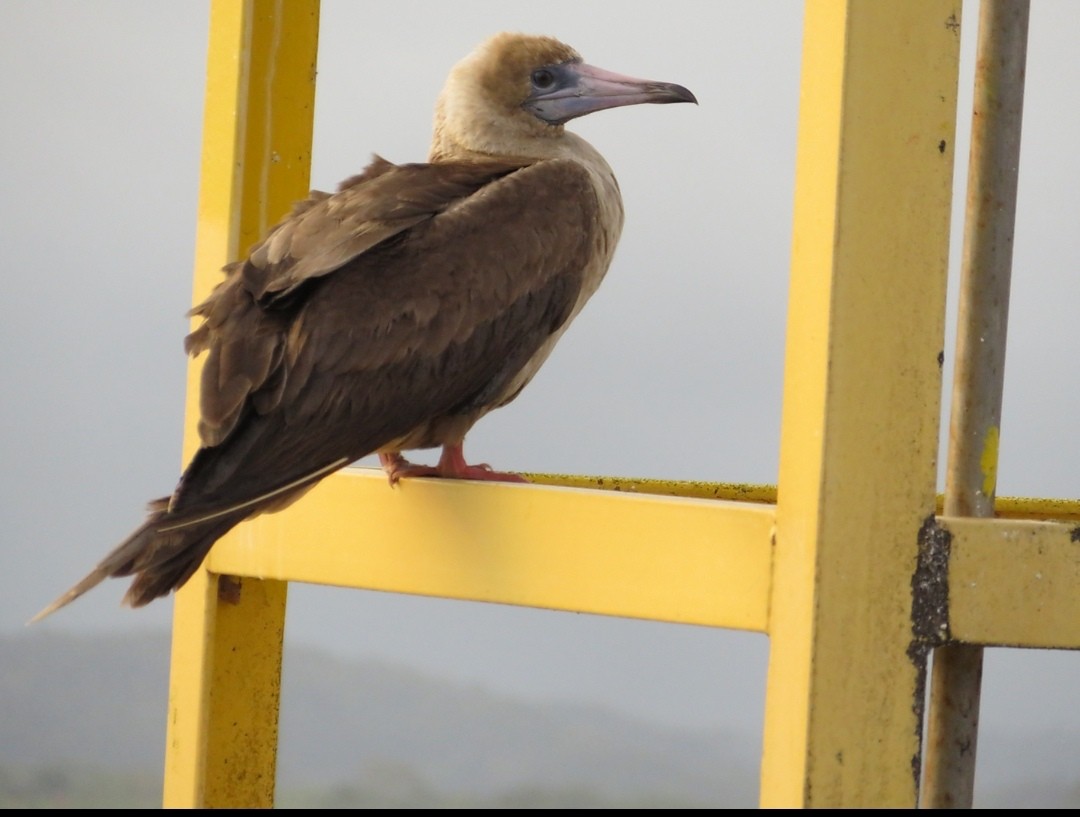 Red-footed Booby - JOSE PEREZ