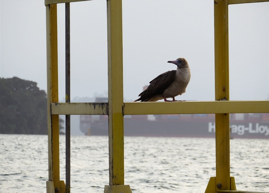 Fou à pieds rouges - ML142845111