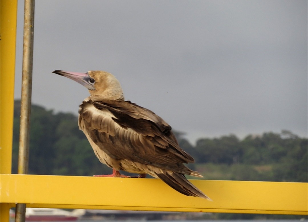 Fou à pieds rouges - ML142845171