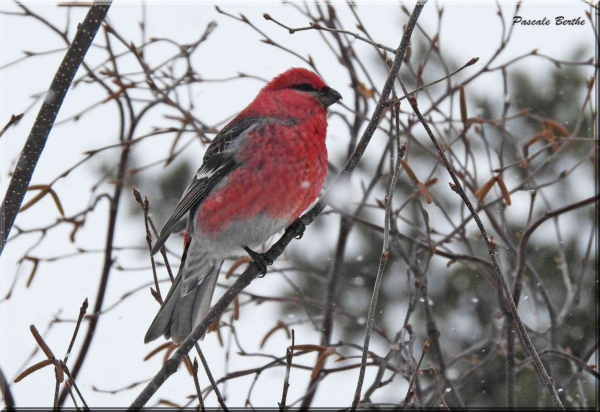 Pine Grosbeak - Pascale Berthe