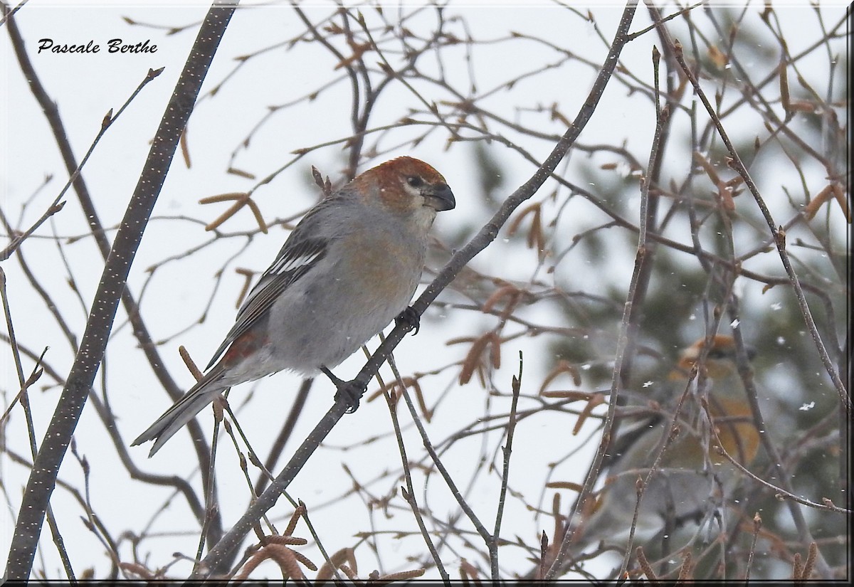 Pine Grosbeak - ML142845801