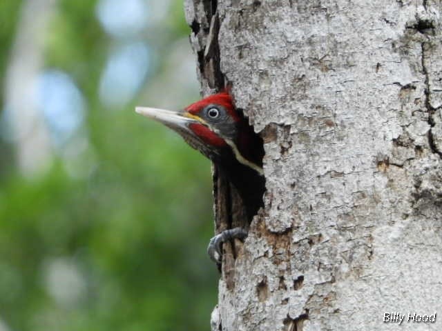 Lineated Woodpecker - Billy Hood