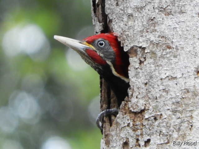 Lineated Woodpecker - ML142846001