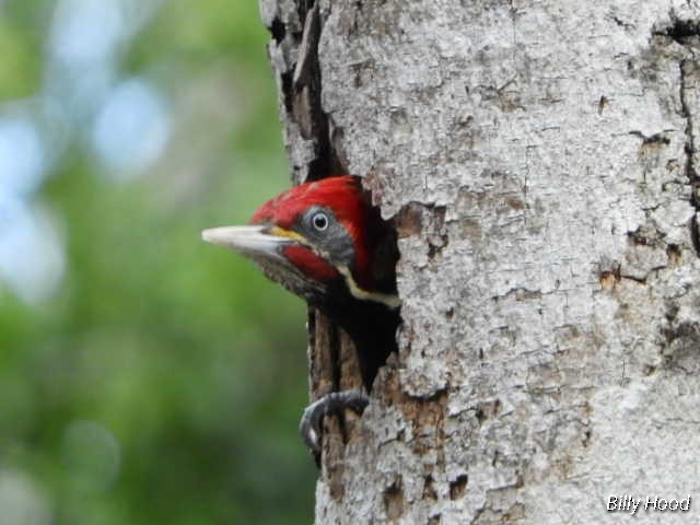 Lineated Woodpecker - ML142846091