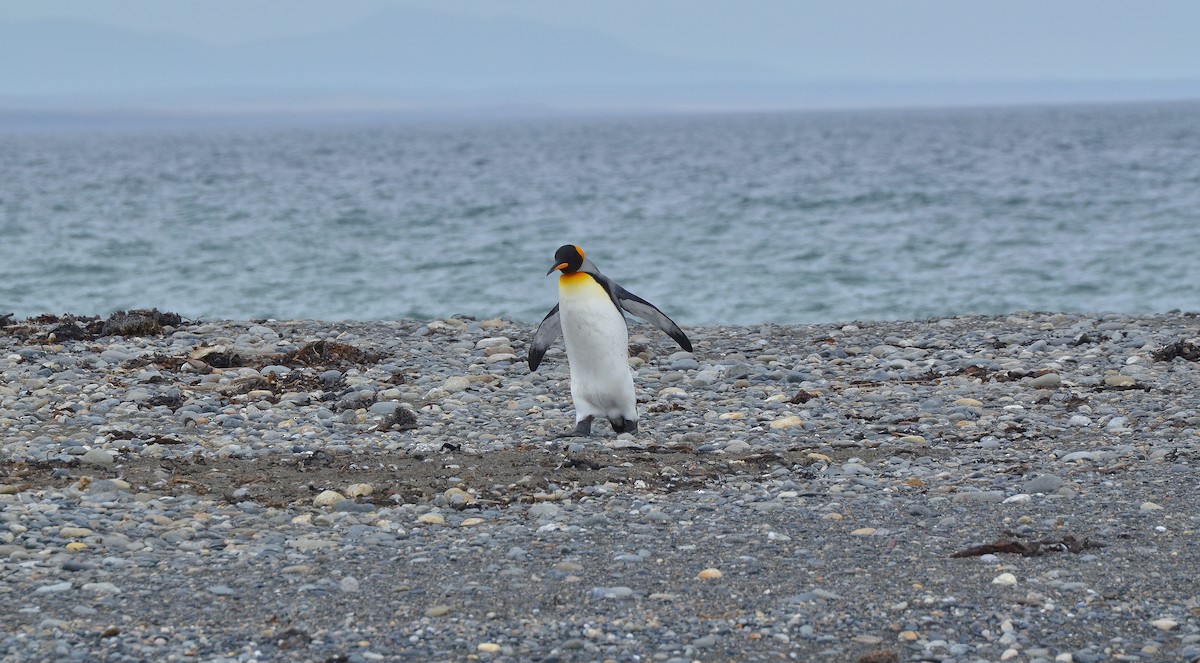 tučňák patagonský - ML142846621