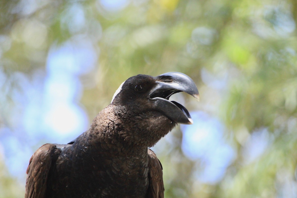 Thick-billed Raven - Roger Clark