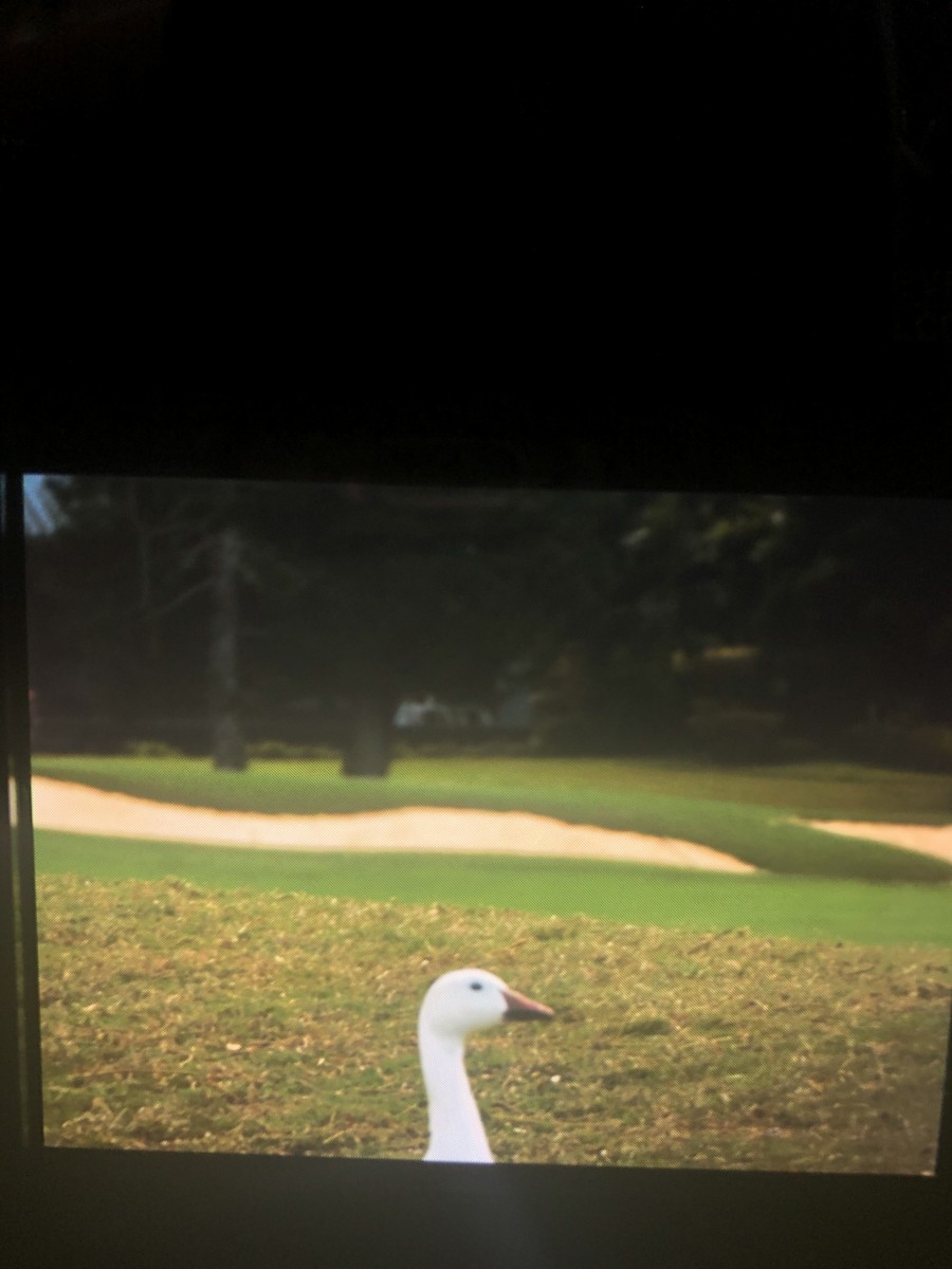 Snow Goose - ML142853031