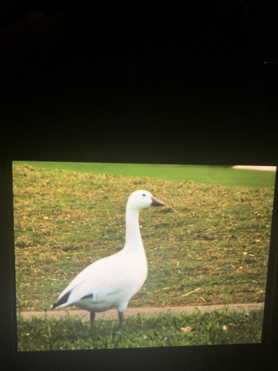 Snow Goose - ML142853051