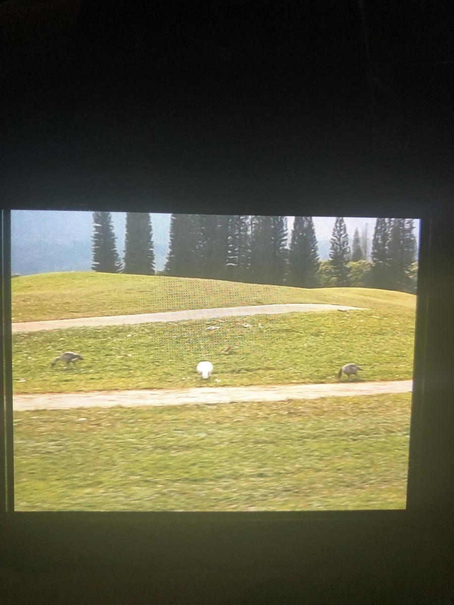 Snow Goose - ML142853061