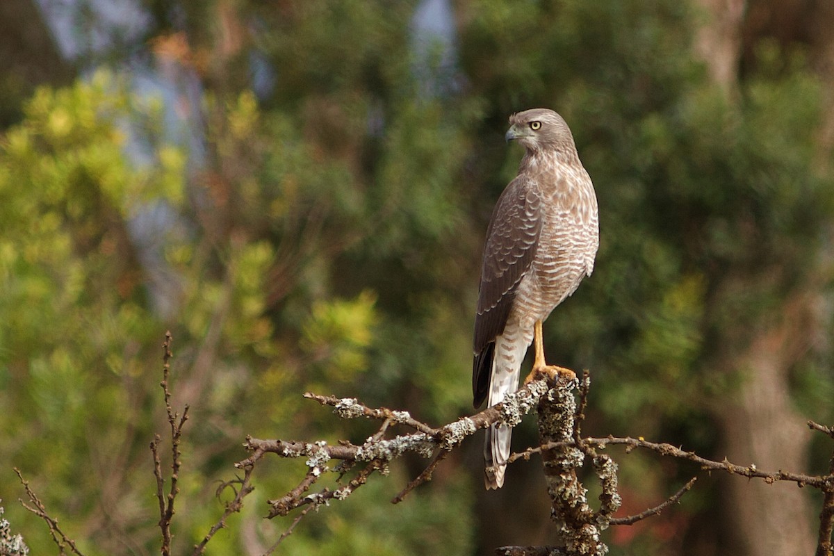 Eastern Chanting-Goshawk - Tristan Herwood