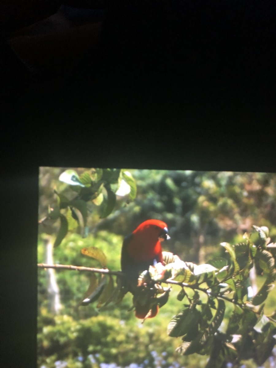 eclectus sp. - ML142853491