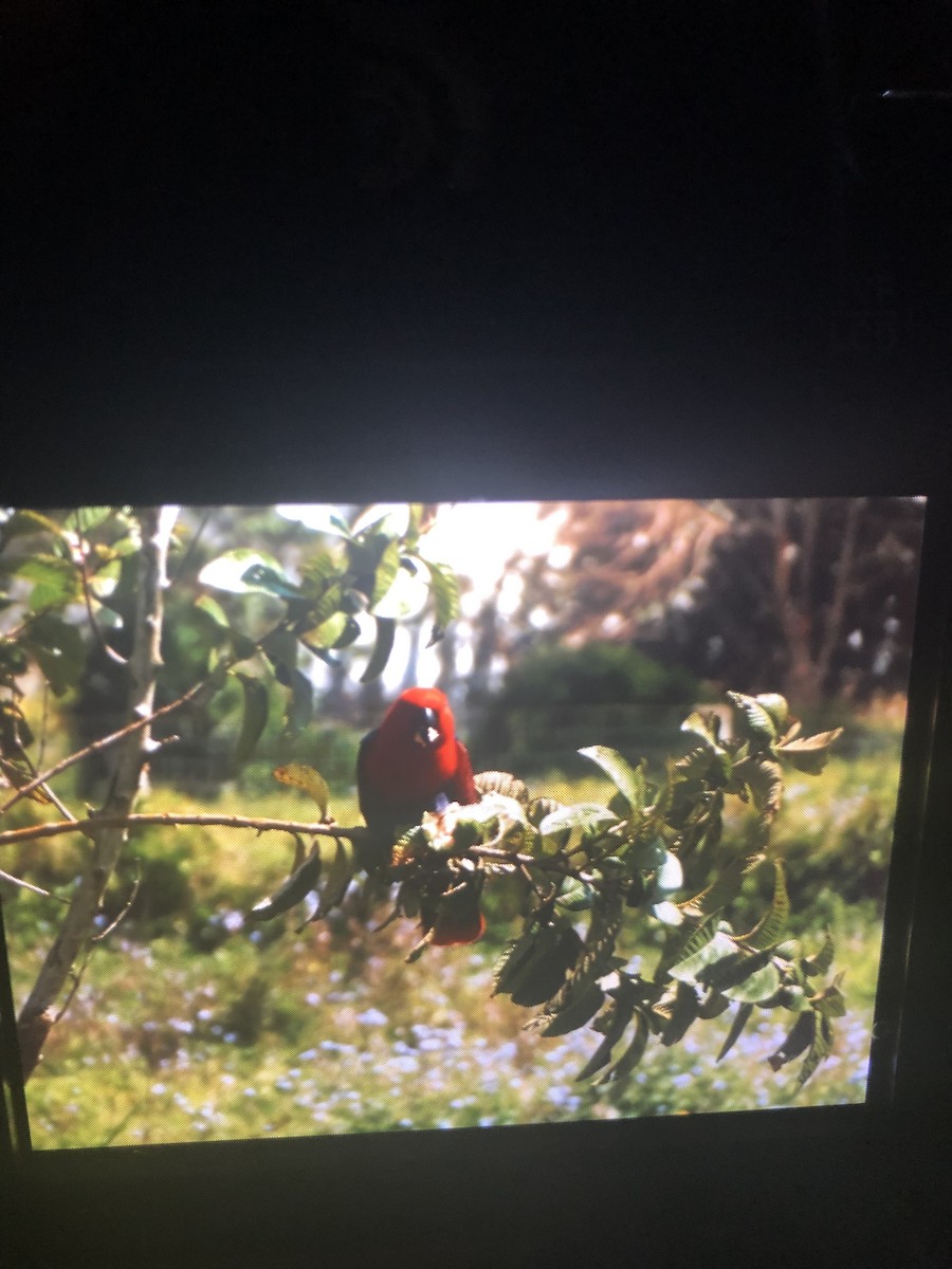 Eclectus sp. - ML142853511