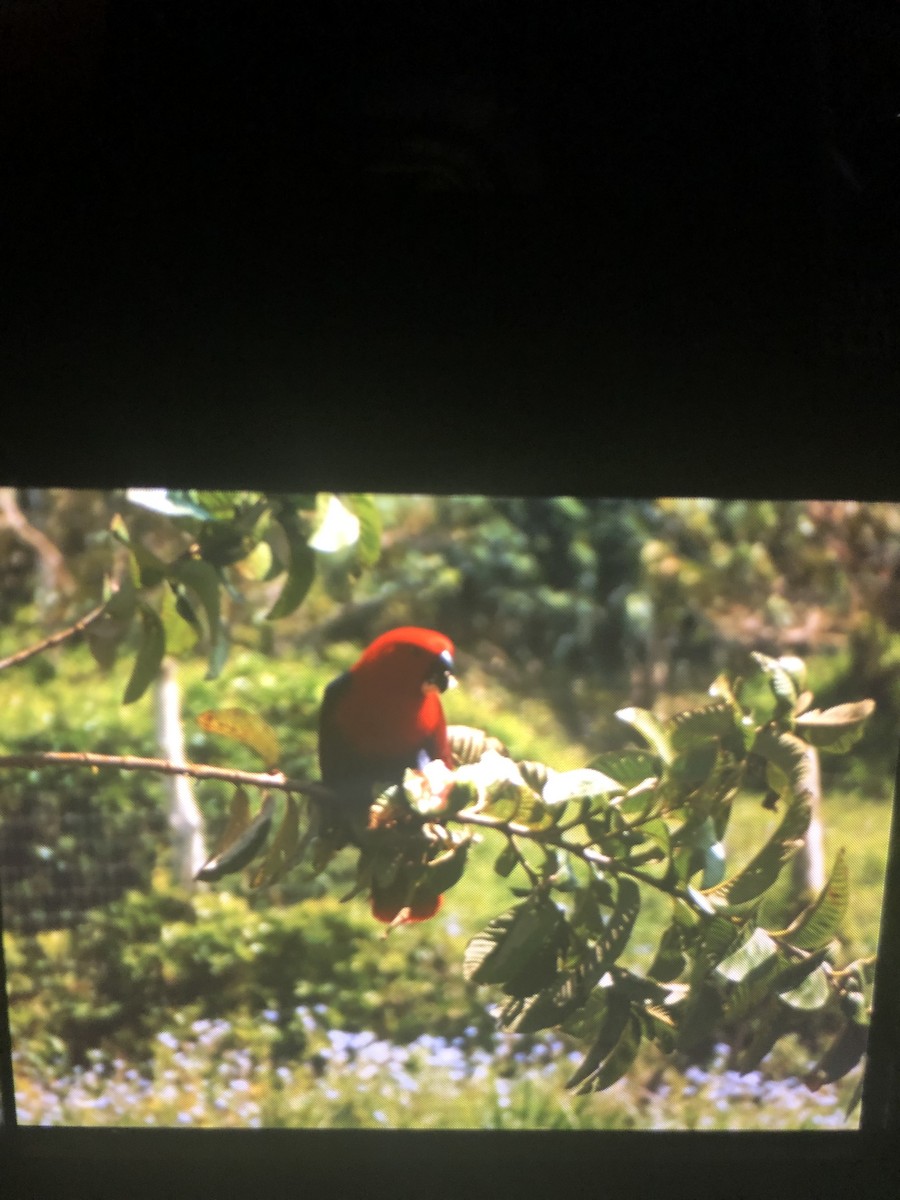 eclectus sp. - ML142853521