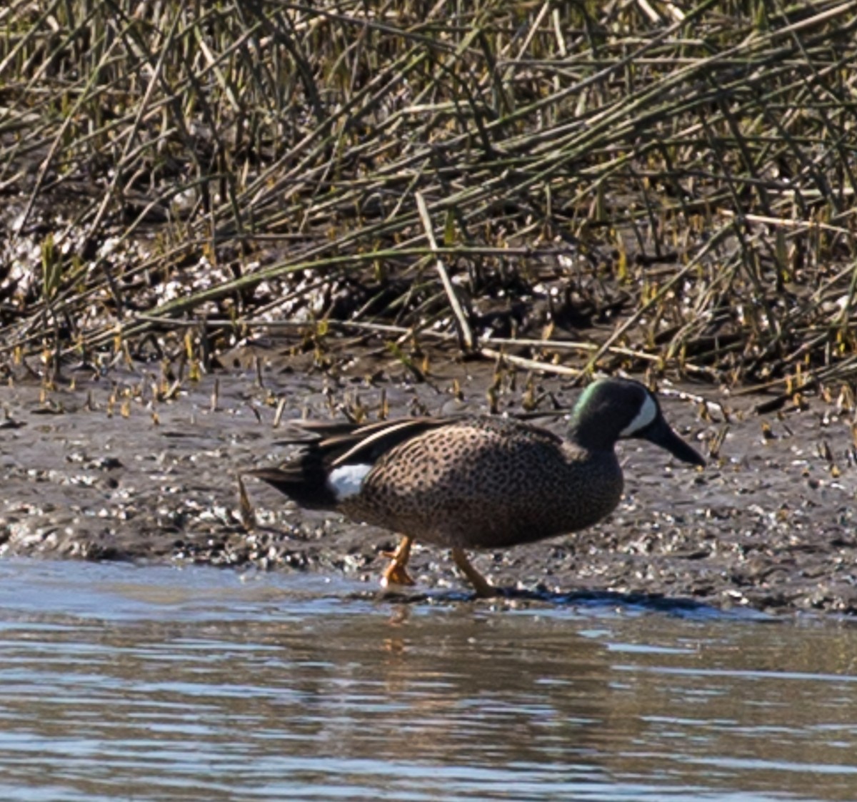 Sarcelle à ailes bleues - ML142854111