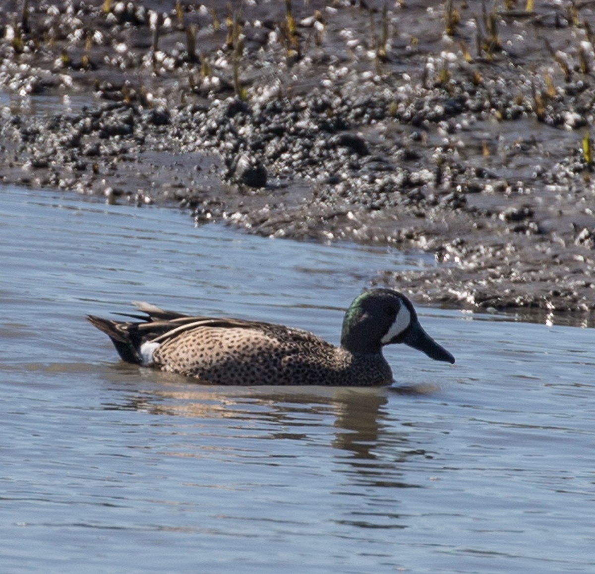 Blue-winged Teal - ML142854121