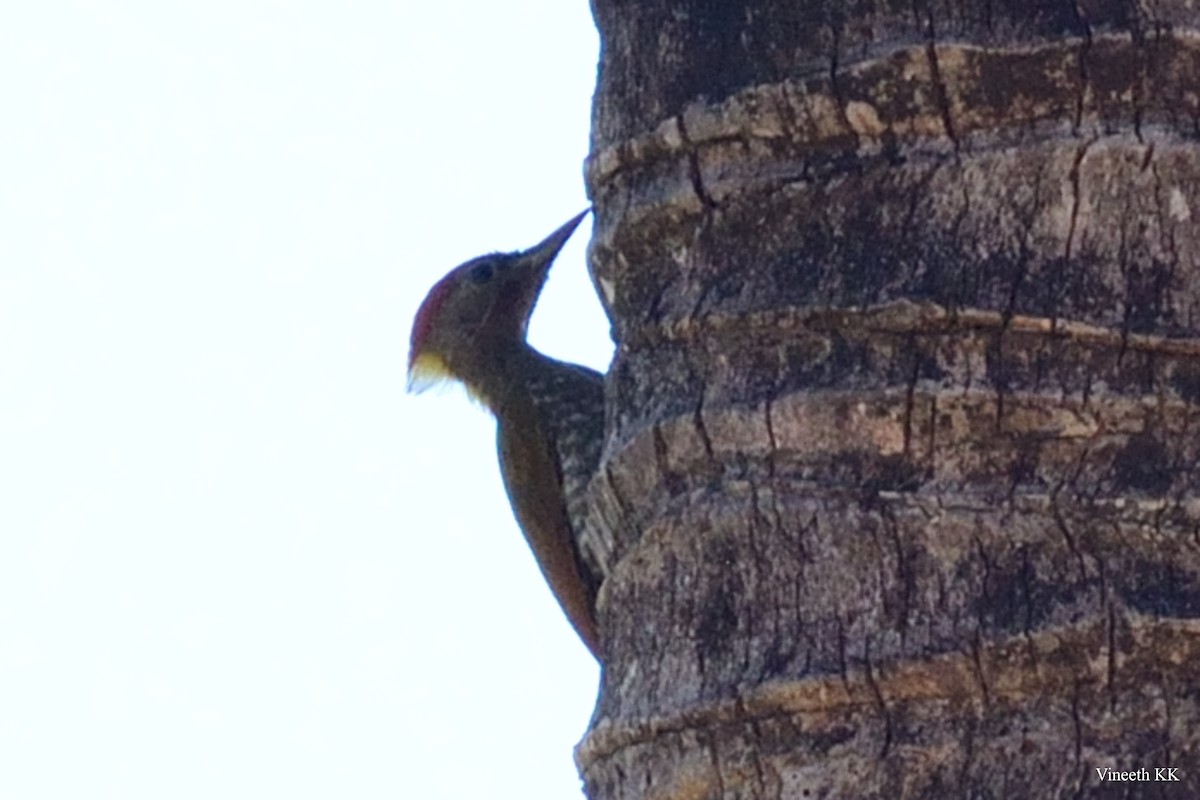 žluna indomalajská - ML142856951