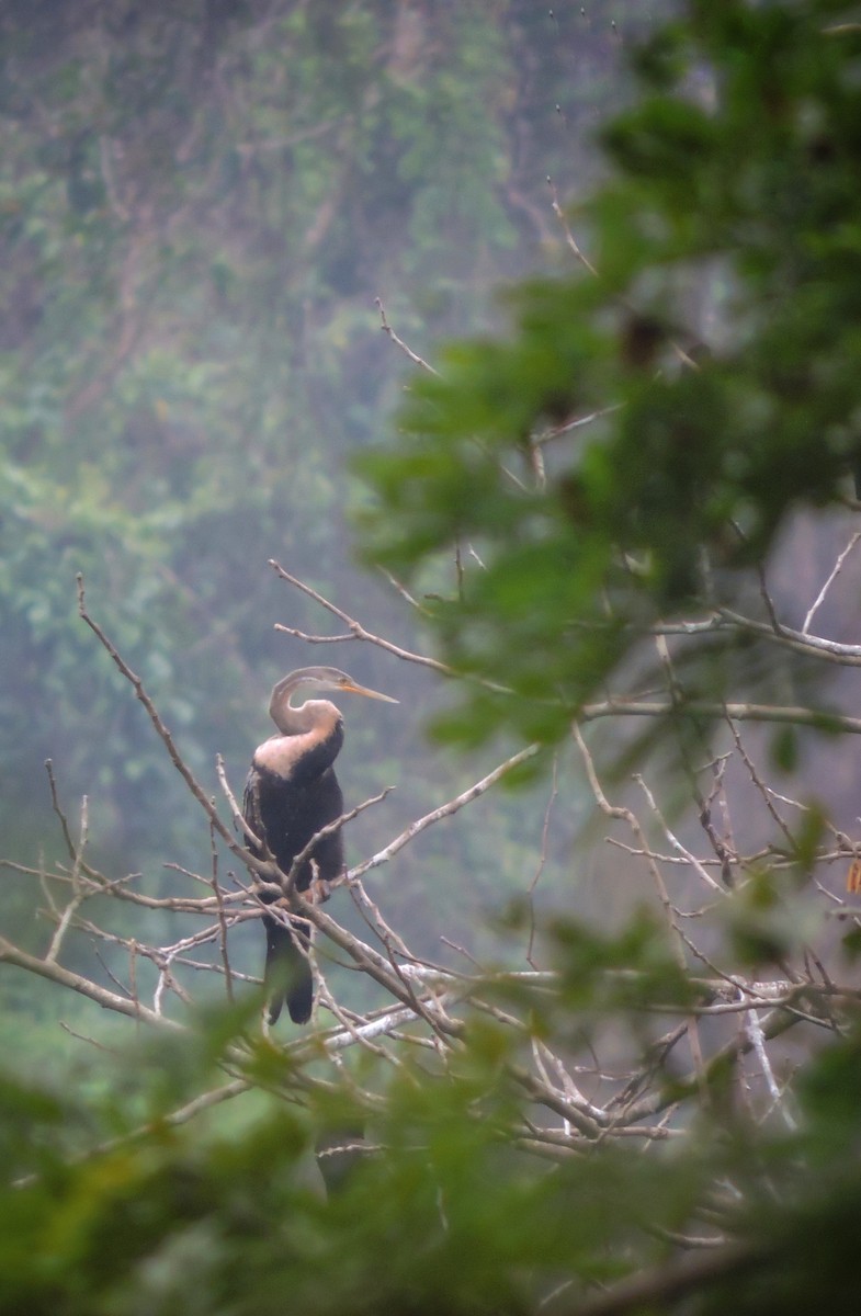 Anhinga Asiática - ML142857641