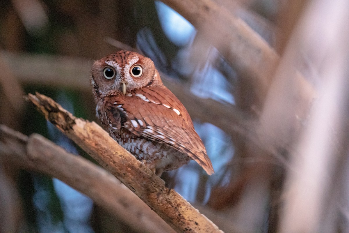 Eastern Screech-Owl - ML142857661