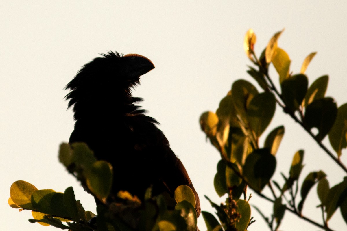 Smooth-billed Ani - ML142857921