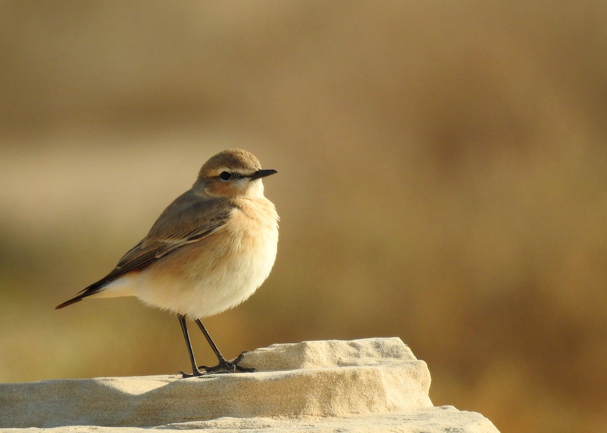 Isabelline Wheatear - ML142859531