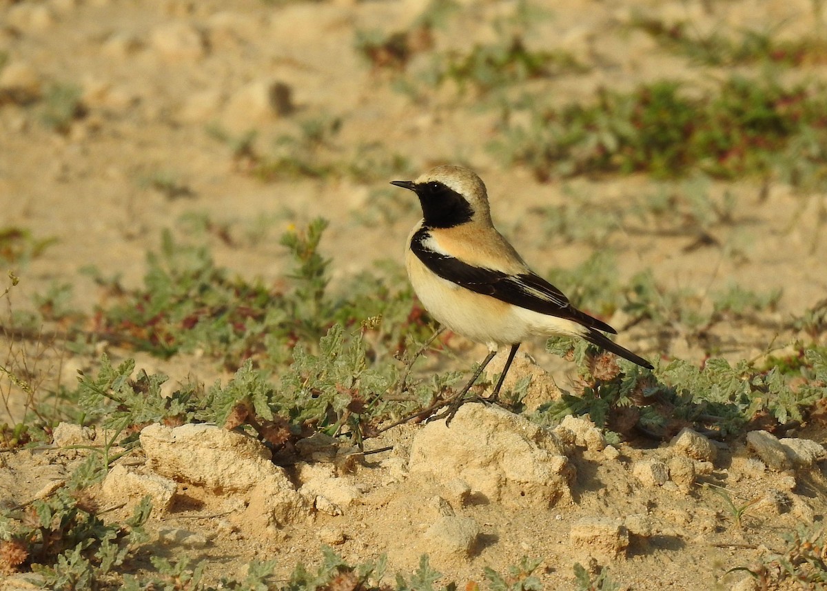 Desert Wheatear - ML142859541