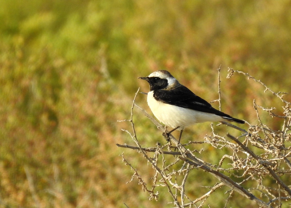 Pied Wheatear - ML142859571