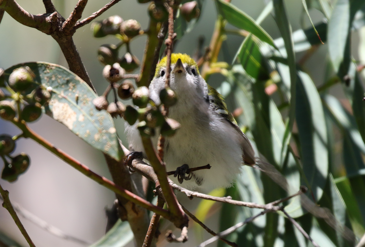 Chestnut-sided Warbler - ML142860961