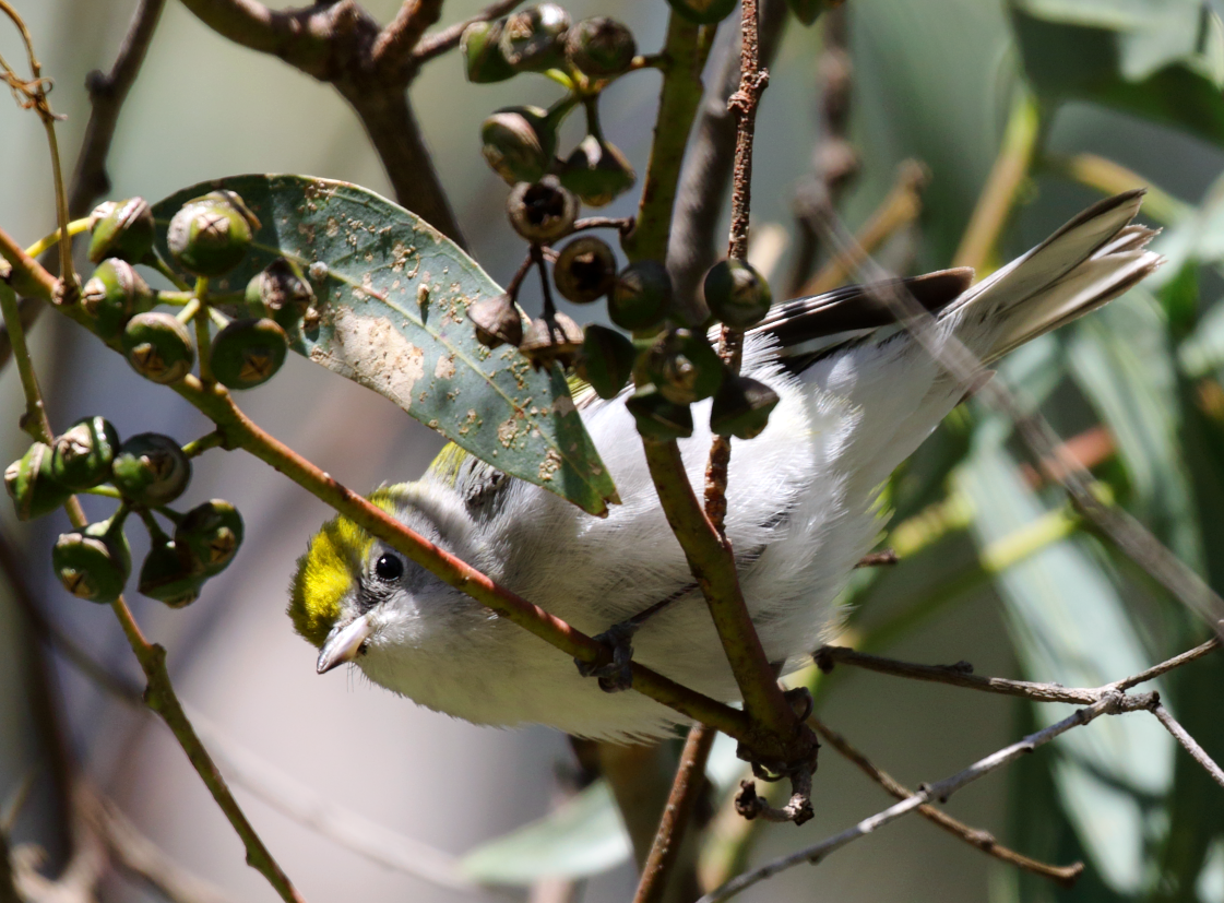 Chestnut-sided Warbler - ML142860971