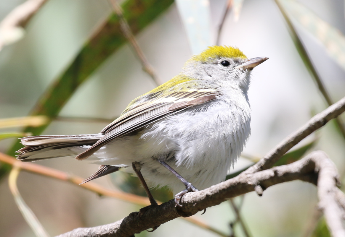 Chestnut-sided Warbler - ML142861001