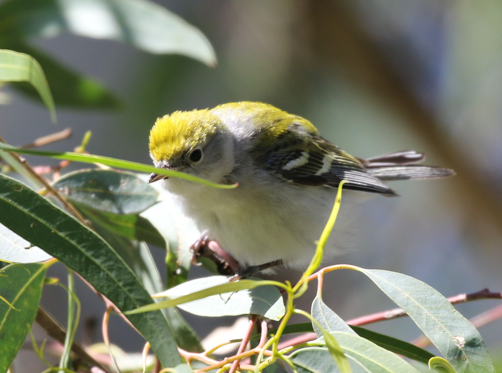 Chestnut-sided Warbler - ML142861011